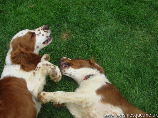 2009-06 10L.JPG - No sandpit again....